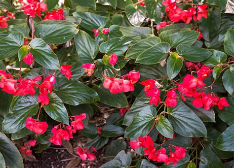 The 15 Easiest Flowers to Grow Even if You Don’t Have a Green Thumb