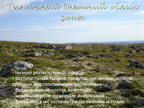 Тундра и Лесотундра (Чуткая Субарктика) - презентация онлайн