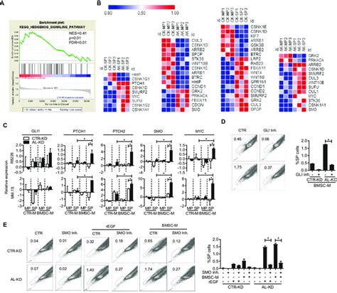 Alcam Suppresses The Hedgehog Pathway Activation A Gsea Analysis Download Scientific Diagram