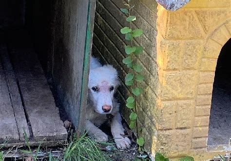 Mila Cucciola Maremmana Cane A Frosinone In Regalo