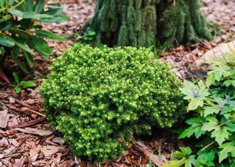 10 Dwarf Evergreen Shrubs For Full Sun 🌞 🌿 Compact Picks For Vibrant Landscapes