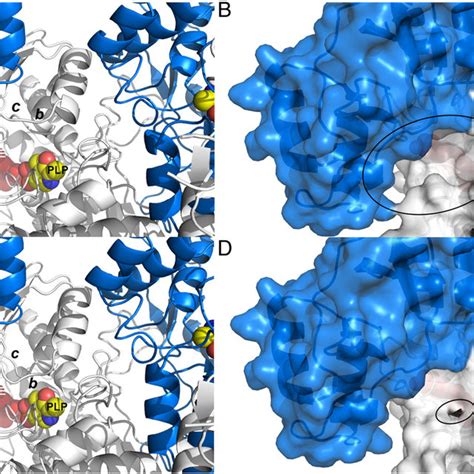 The Proposed Model Of Hcbs Activation A And B Ribbon A And Surface