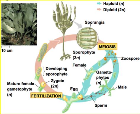 Biology Section The Protists Flashcards Quizlet