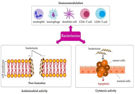 Applied Sciences Free Full Text Immunomodulatory Properties Of