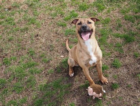 Plott Hound Pitbull Mix A Dream Combo