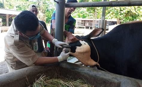 Jelang Idul Adha Dinpertan Purbalingga Intensifkan Pemeriksaan Hewan