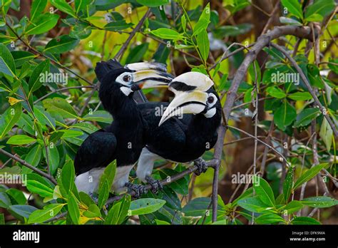 Oriental Pied Hornbill Stock Photo - Alamy