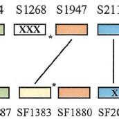 Diagram Of The Organization Of Ipah Genes In The T And Genomes