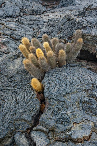 60 Lava Cactus Galapagos Islands Ecuador Stock Photos Pictures