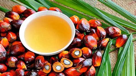 3f Oil Palm Agrotech Rolls Out Mobile App For Oil Palm Farmers The