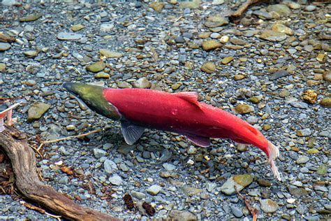 Sockeye Salmon Spawning