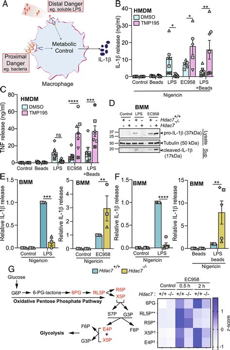 Macrophage Activation Pathway