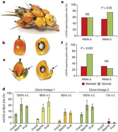 Karma Methylation In Revertant Palms Ac Spikelet From A Revertant