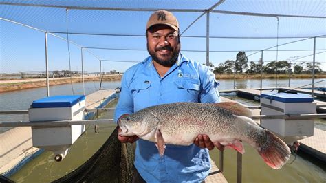 Murray Cod Asx Mca Hatches Plan To Breed Its Own Top End Fish The