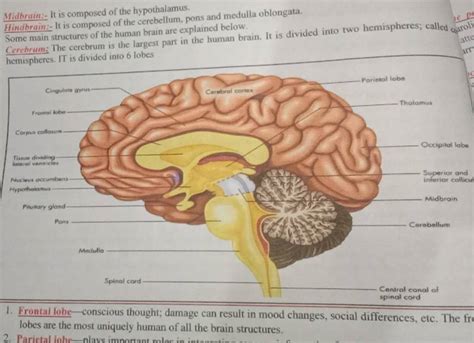 Midbrain:- It is composed of the hypothalamus. Hindbrain:- It is composed..