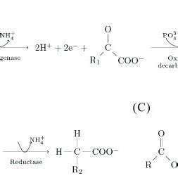 Amino Acids Involved In Stickland Fermentation In Clostridium Spp