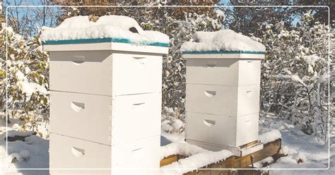 How To Winterizing Your Bees And Hives Ifas Helping To Grow Blog