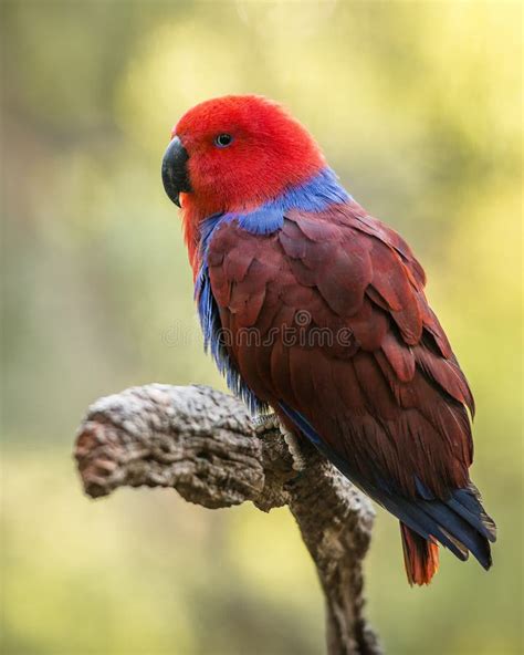 Bright Red Female Eclectus Parrot Sitting On The Tree Stock Image Image Of Beautiful Organism