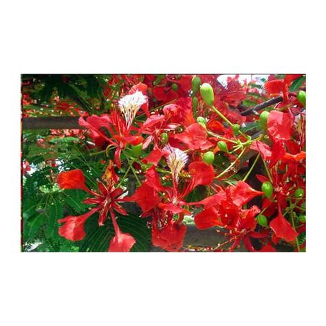 Royal Poinciana Seeds Delonix Regia Seeds For Sale