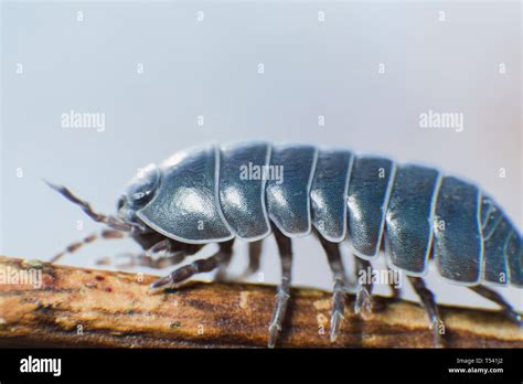 Pill Bug Armadillidium Vulgare Crawl On Branch Grey Background Side