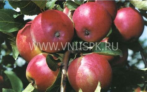 Яблоня, Сорт Афродита - ФГБНУ ВНИИСПК