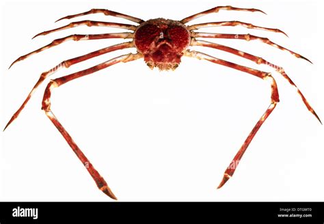 Macrocheira kaempferi, Japanese giant spider crab Stock Photo - Alamy