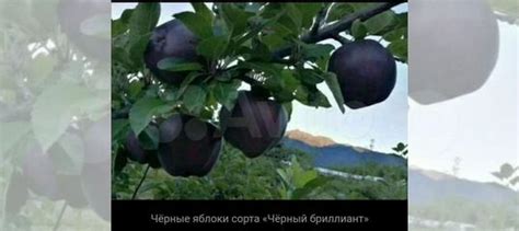 Саженцы яблони Чёрный бриллиант купить в Мичуринске | Товары для дома и ...