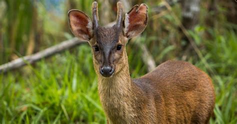 Veado Mateiro Biofaces Bring Nature Closer