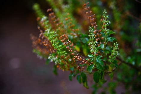 What Is Tulsi and What Are Its Benefits?