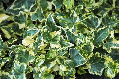 English Ivy Hedera Helix Golden Child Stock Image B5850098