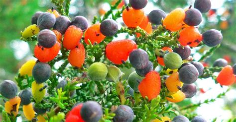 This Amazing Tree Grows 40 Different Kinds Of Fruit Inhabitat Green Design Innovation