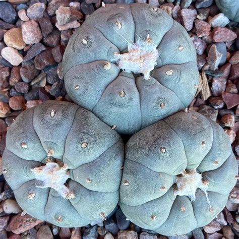 Peyote Cactus (Lophophora williamsii) Care Guide