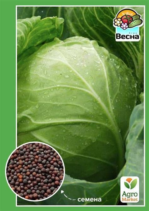 Капуста "Харківська зимова" ТМ "Весна" 0.5г купити поштою в Одесі ...
