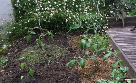 Plantation Tomates Quand Planter Tomates Kafkaiens