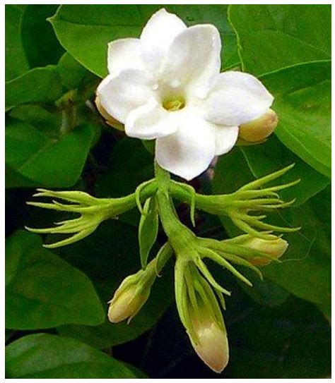 Jasmine Plant Care: How to Care for Jasmine Plants - Garden Lovers Club