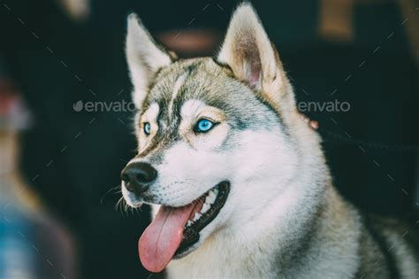 Close Up Head Young Happy Husky Puppy Eskimo Dog, Blue Eyes Stock Photo by Grigory_bruev