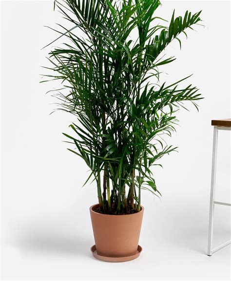 Buy Potted Bamboo Palm Indoor Plant Bloomscape Bamboo Palm Indoor