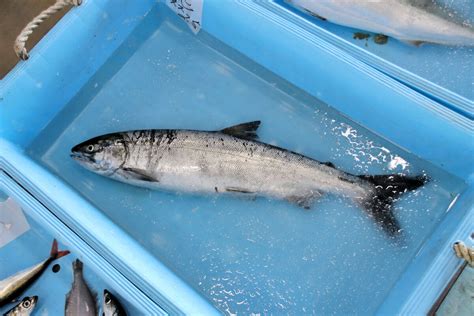 宮城・南三陸で秋サケ不漁深刻 解禁1週間、1日1匹にも満たない状況 仲買人「こんなに揚がらないとは」 河北新報オンライン