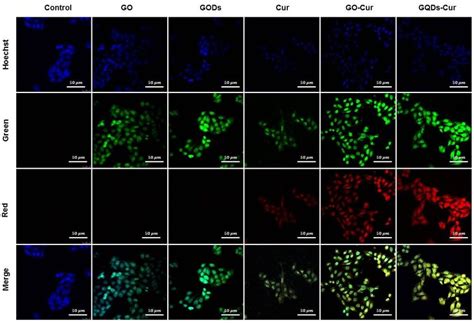 Confocal Fluorescence Microscopic Images Of Mda Mb Cell Line