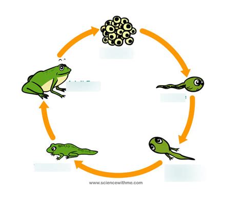 Life Stages Of A Frog Diagram Quizlet