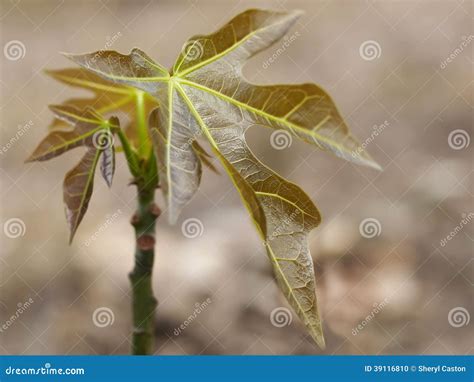 Australian Bushtucker Juvenile Candlenut Tree Stock Photo - Image of young, varnish: 39116810