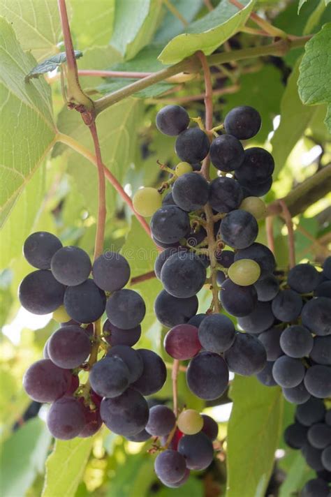 Black grapes stock photo. Image of harvest, vineyard - 139949870