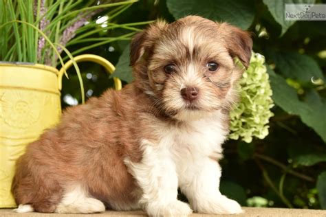 Havanese Puppy For Sale Near Lancaster Pennsylvania B15e123f 5081