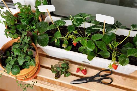 Quando Piantare Le Fragole In Vaso La Mini Guida Per Un Balcone Alla