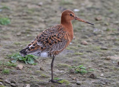 Black Tailed Godwit Wwt Martin Mere Carl Roberts Flickr