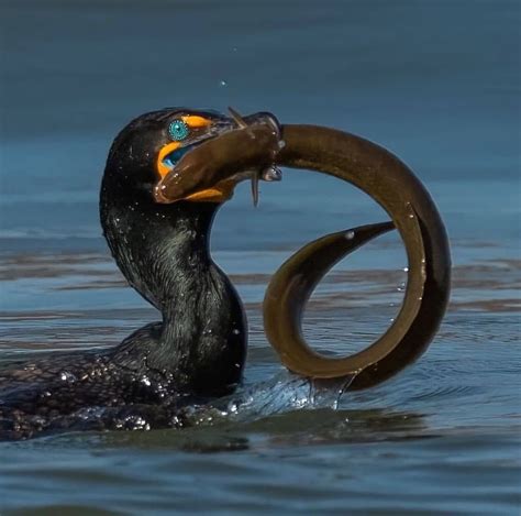 A Double Crested Cormorant Wrestles With An Eel Which It Will Handily