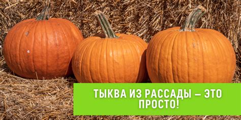 Как вырастить тыкву из рассады