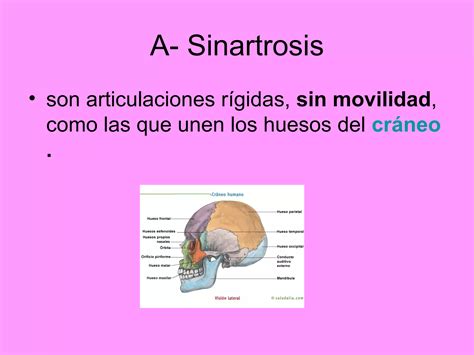 Esqueleto Articulaciones Y Huesos Ppt