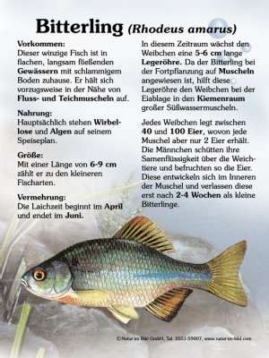 Heimische Fischarten Fische Lehrtafeln Natur Im Bild Lehrtafeln