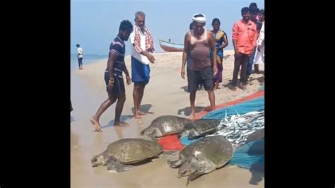 Tamil Nadu Fishermen Accidentally Catch Rare Olive Ridley Turtles